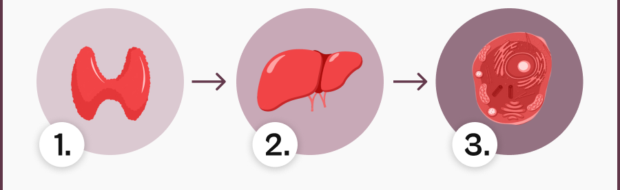 Schilddrüsen-Aktivierung